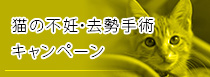 猫の不妊・去勢手術キャンペーン