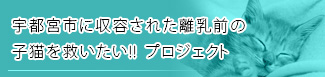 宇都宮市に収容された離乳前の子猫を救いたい！！プロジェクト
