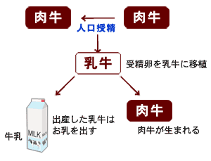 受精卵移植