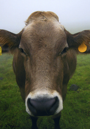 世界の牛の種類 産業動物 その他情報提供 公益社団法人 栃木県獣医師会