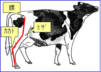 牛のからだについて 人体との比較 産業動物 その他情報提供 公益社団法人 栃木県獣医師会