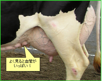 牛のからだについて 人体との比較 産業動物 その他情報提供 公益社団法人 栃木県獣医師会